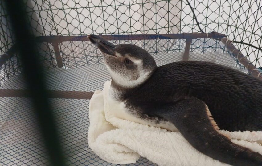  Pinguins começam a chegar ao Estado e Iema orienta quanto ao resgate