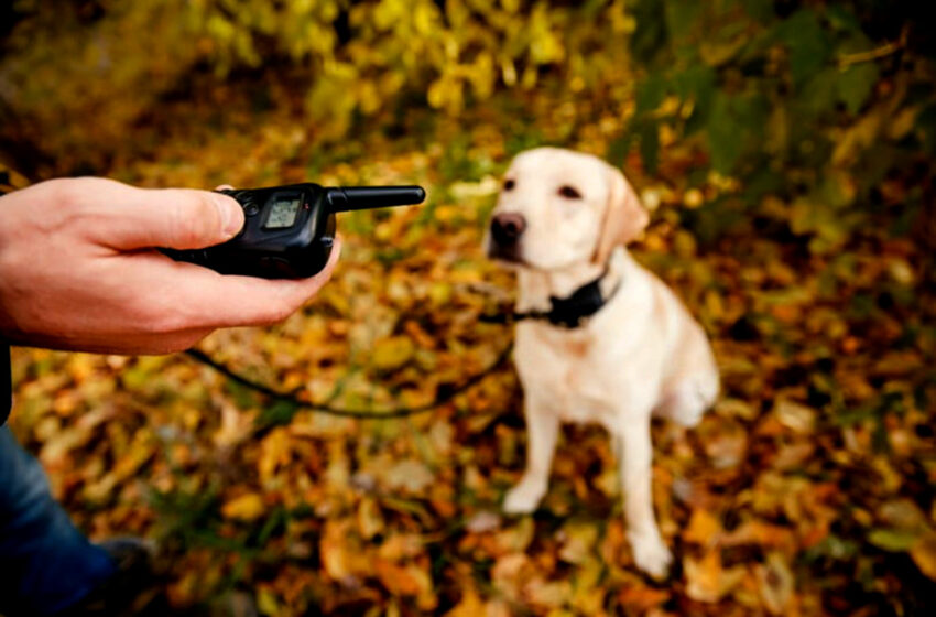  Projeto veda coleira de choque para animais  Iniciativa proíbe venda e uso de dispositivo antilatido aplicado no adestramento de animais em todo o estado