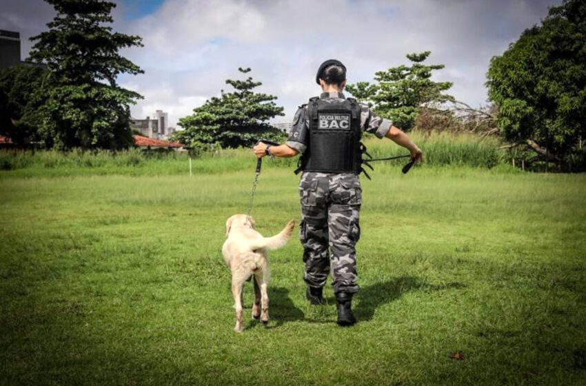  PL pune agente de segurança que maltratar animais  Inspirada no caso em que um cão foi morto por um policial militar, deputada Janete de Sá propõe sanções mais duras para agente de segurança que cometer crimes contra animais
