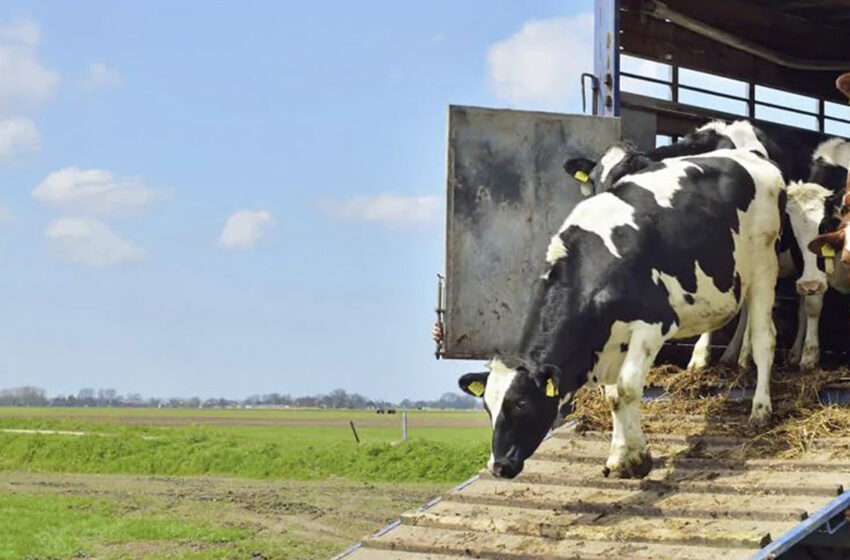  Governo deve ajustar Guia de Trânsito Animal  Mudança em taxas busca fortalecer o fundo para ações de prevenção e indenização aos produtores rurais com rebanhos afetados por doenças exóticas ou emergenciais