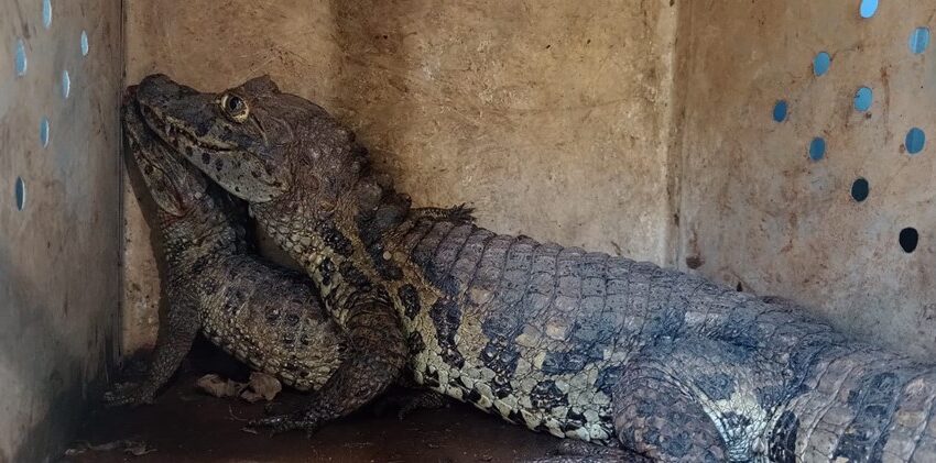  Jacarés e jabutis mantidos ilegalmente em cativeiro são apreendidos em João Neiva