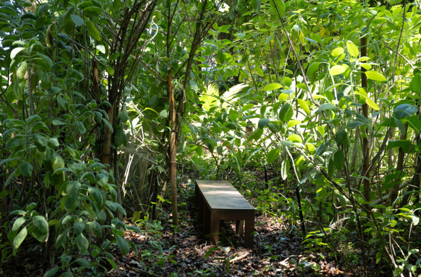 Parque Cultural Casa do Governador vai implantar agrofloresta com horta medicinal