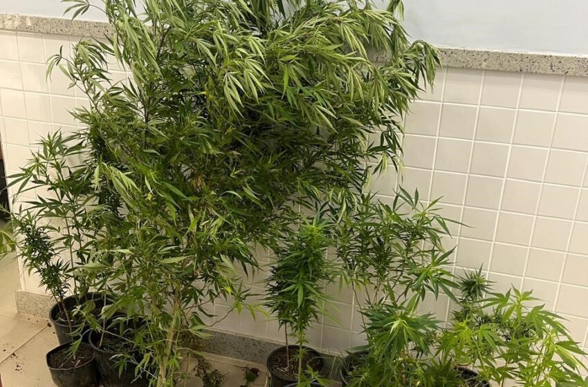  Operação da Polícia Civil apreende 18 pés de maconha e prende suspeito em Divino de São Lourenço