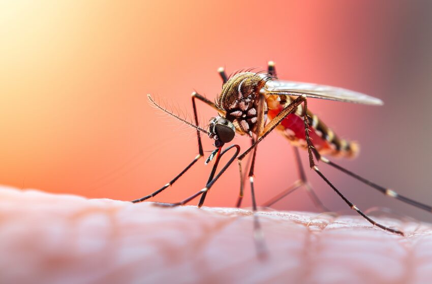  Cariacica registra redução de quase 82% nos casos de dengue no primeiro semestre de 2026